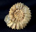 Pavlovia pavlovi (MICHALSKY 1890) - Bild &copy; FossNet FossilienStore